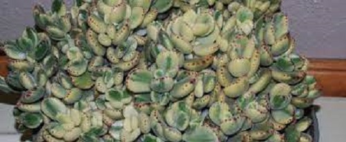 Cotyledon Species, Bears Paw, Ladismith Bearâs Paw